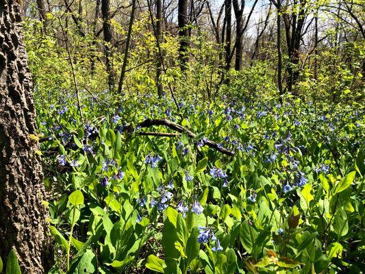 Bluebells in spring!