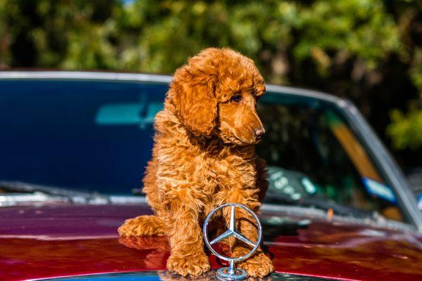 Brazos Bend Poodles and Doodles