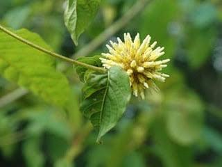 Cosmic Kratom Products Las Vegas