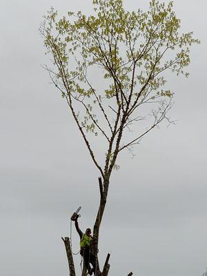 Professional Tree Removal