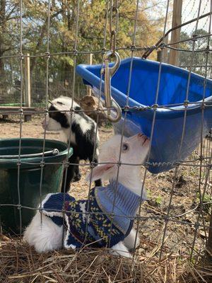 Little Peeps Farmer for a Day