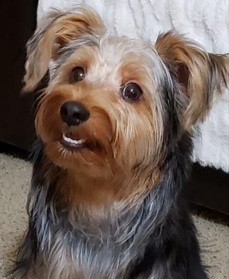 Augie's first puppy groom.