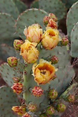 Kickin Up Dust Landscape