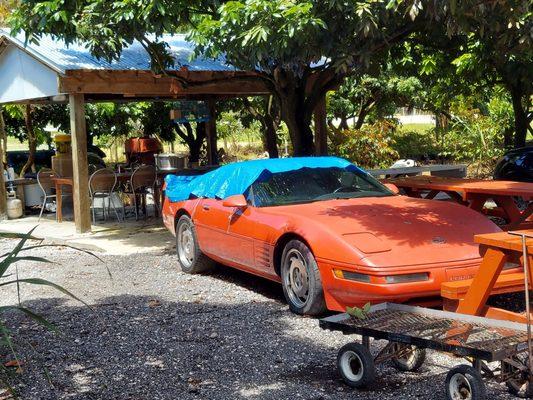 Vietnamese Fresh Fruits