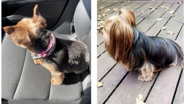 Yips & Yaps Grooming