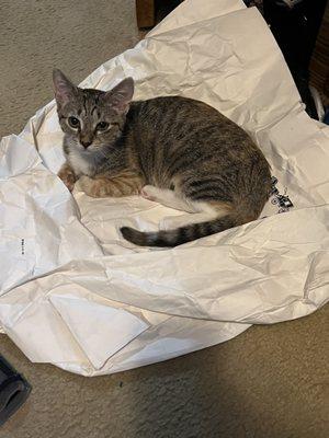 My baby girl making a bed out of a bag I was trying to throw away, lol.