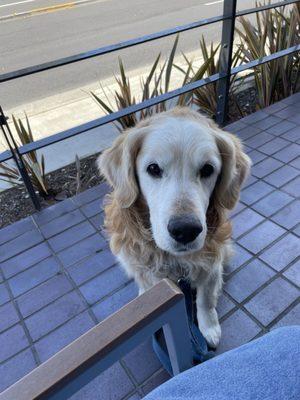 Doggy Man's Mobile Dog Grooming