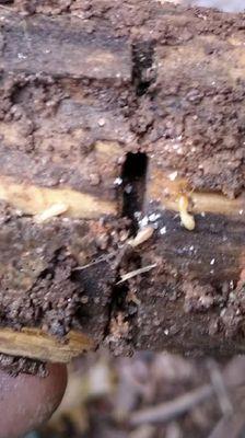 Global Pest Management