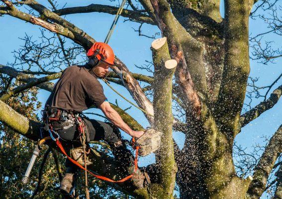 Portillo Affordable Tree Removal & Tree Trimming