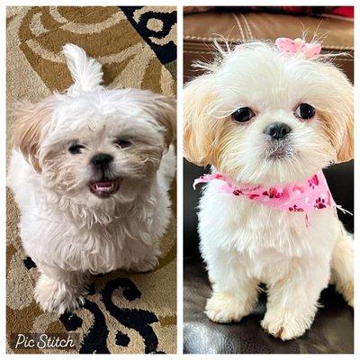 Before and after pix of 11 week old Shih Tzu