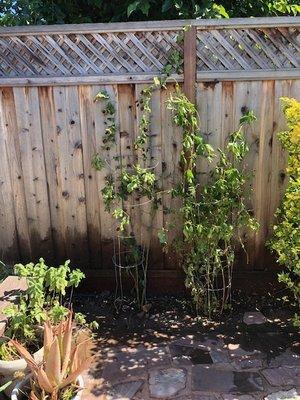 Berries by the fence.