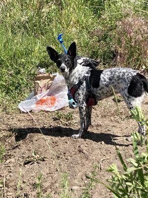 Doyle Animal Chiropractic