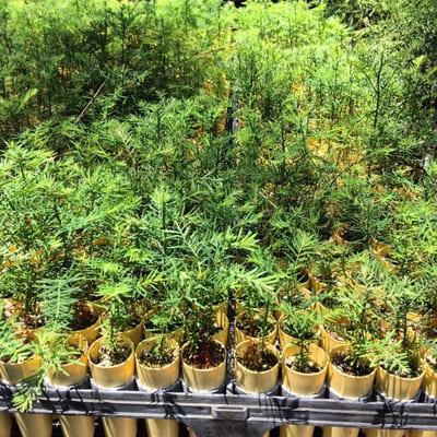 Redwoods grown from seeds and shipped around the states