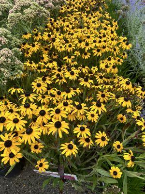 Planting Weed Removal & Coil Cleaning