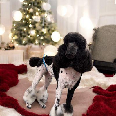 Happy Puppy Grooming