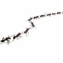 Ban-A-Pest Extermination