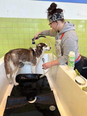 Bone Dog Boutique & Self-Serve Dog Wash