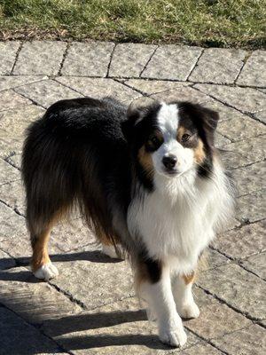 Jet after his grooming