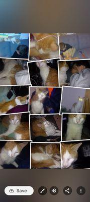 Warwick Animal Hospital