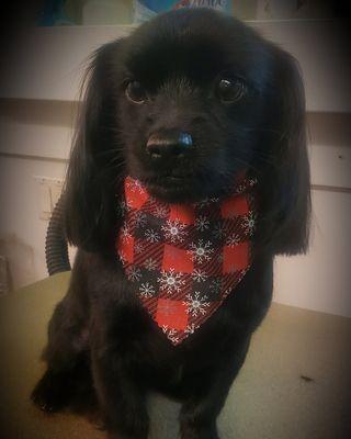 Hot Dogs Grooming Pet Spa