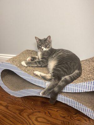 Cool Beans Cat Cafe