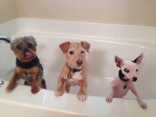 Johnson Vet Services