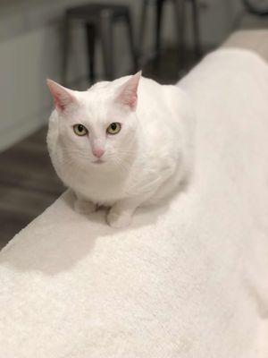 The Playful Pet Sitter