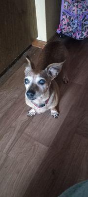 Dachshund Rescue NW & Dachshund Club of Spokane