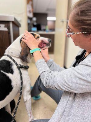Skycrest Animal Hospital