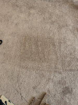 All In One Carpet Care