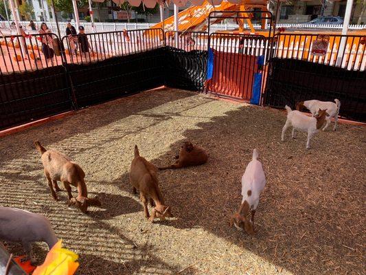Petting zoo - wasn't a hit lol