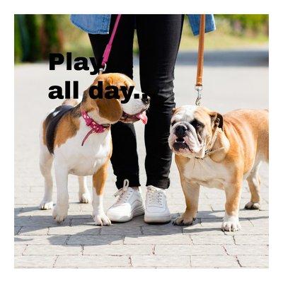 Towne Lake Pet Sitter