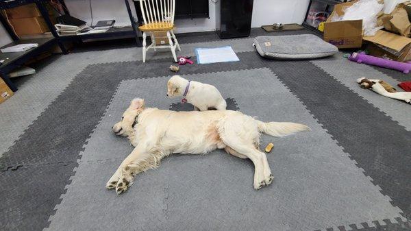 Come see Archie and Dawt. Tell us you want to see them, and we will give you 10% off your final bill.