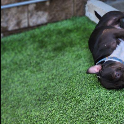 Doggie Goddess Pet Services