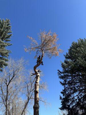 Helping Hand Tree Service