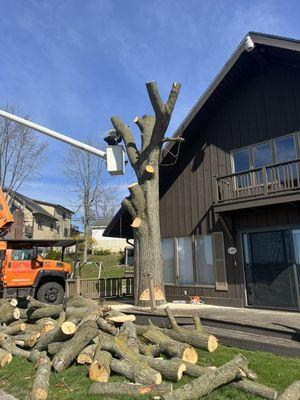 Jones Tree Service