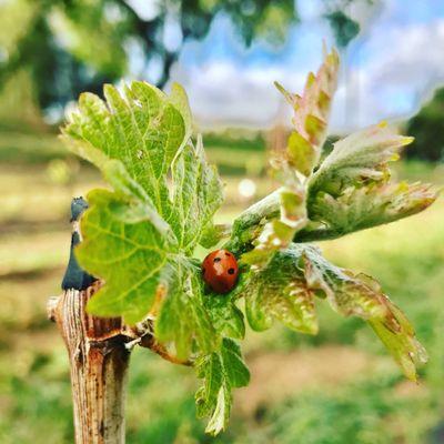 Amada Cellars- Organic vineyard since 2002!