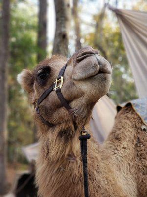 Sam's Path Petting Zoo