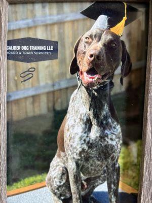 Xcaliber Dog Training