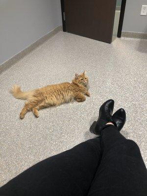 Orion Animal Hospital