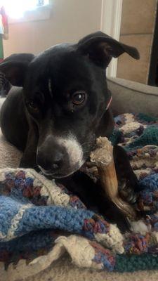 McAdory Veterinary Clinic