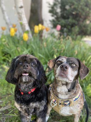 The Cambridge Tail Blazers