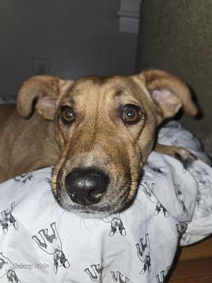 Wiggles "N" Whiskers Home Pet Care