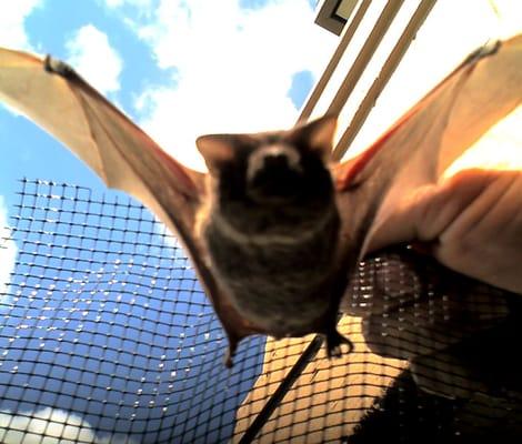 American Bat Removal