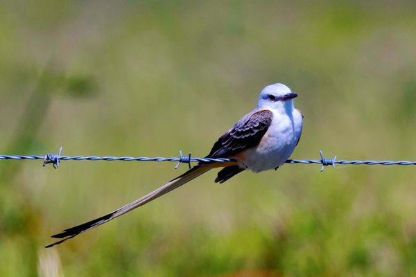 Anahuac National Wildlife Refuge