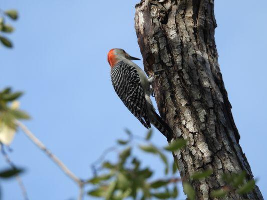Mary Ann Francklow Park