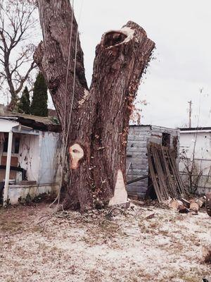 Thaxton Tree removal