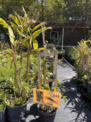 Tampa Tropical Asian Nursery