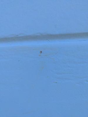 Tiny holes where they insert the termite virus - discreet and very effective