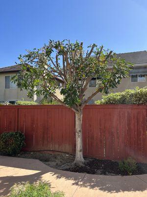 LNS Tree Service Inc